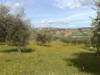 Bucchianico panorama.jpg